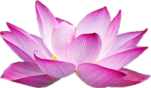 Le voyages de rêve fleur de lotus